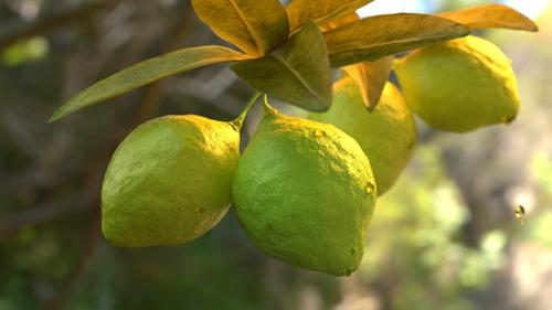Lemons are green?