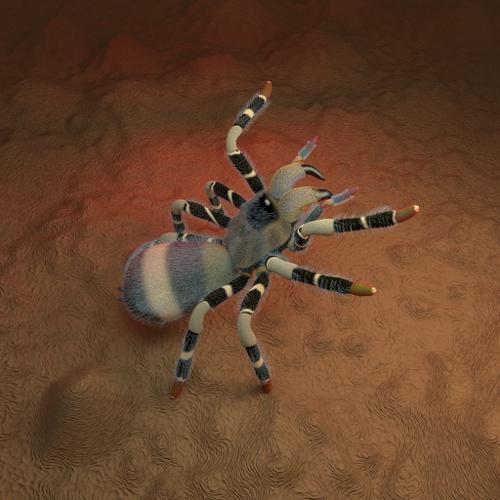 Tarantula