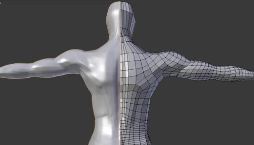 Human box model