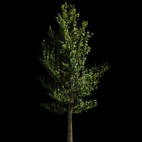 Realistic Tree in Cycles