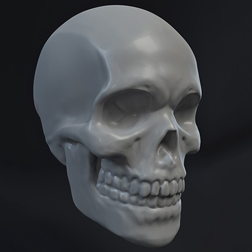 Skull Sculpt