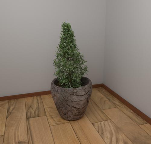 Shrub and pot plant
