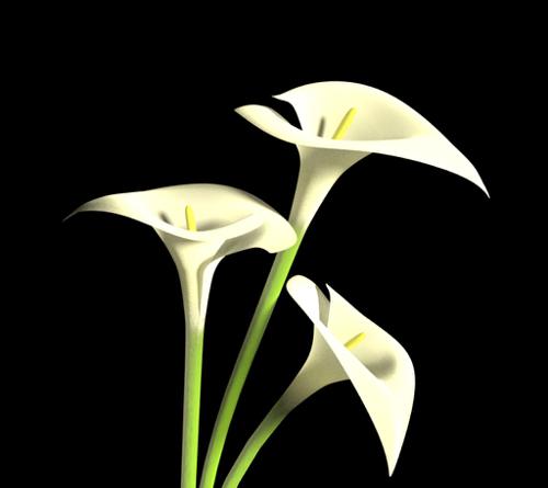 Aroma flower