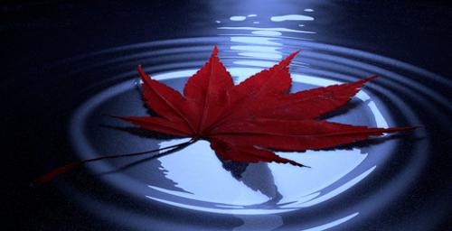 Leaf tutorial source files