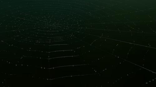 spyder