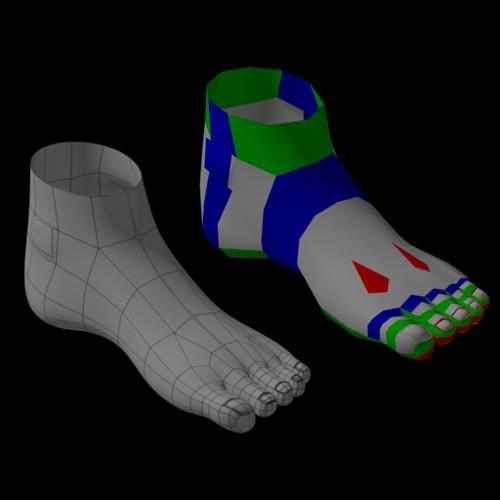 Foot