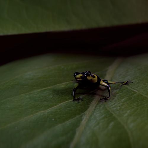 poison_frog