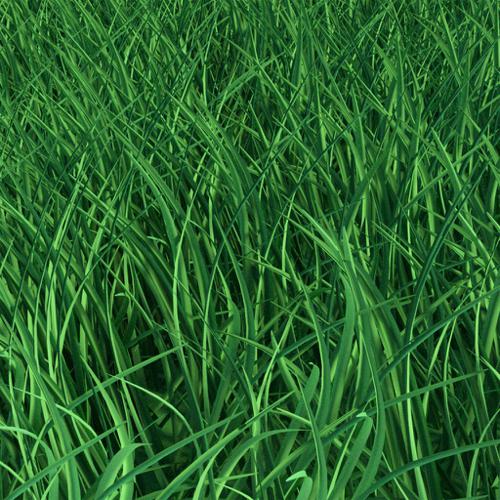 Grass - Cycles