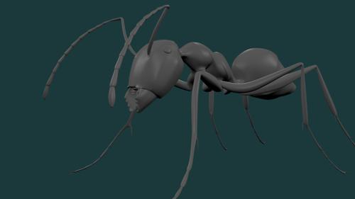 ant