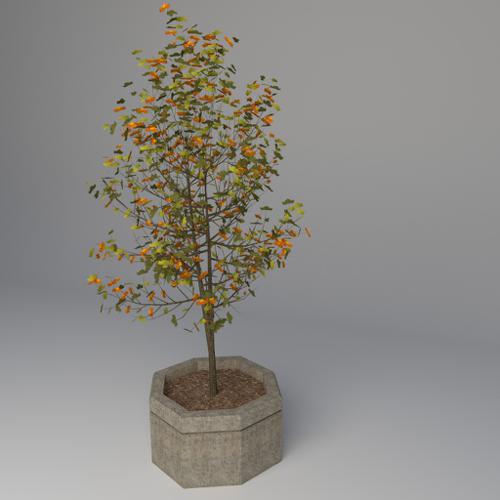 Street Tree
