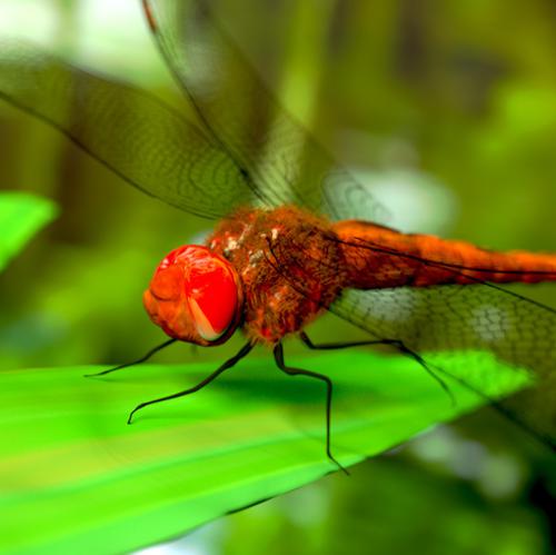 dragonfly