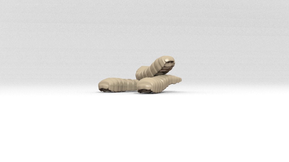 Maggots