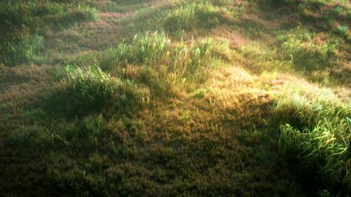 The grass field