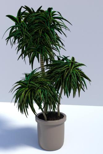 Dracaena Fragrans (Interior Plant)