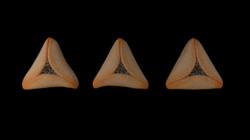 Hamantash (purim food)