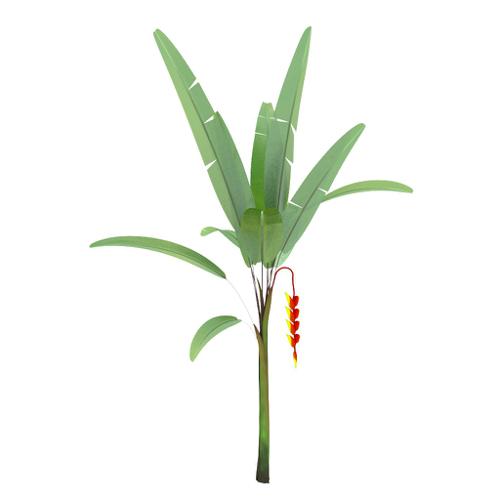 Heliconia