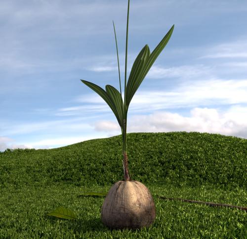 coconut sprout