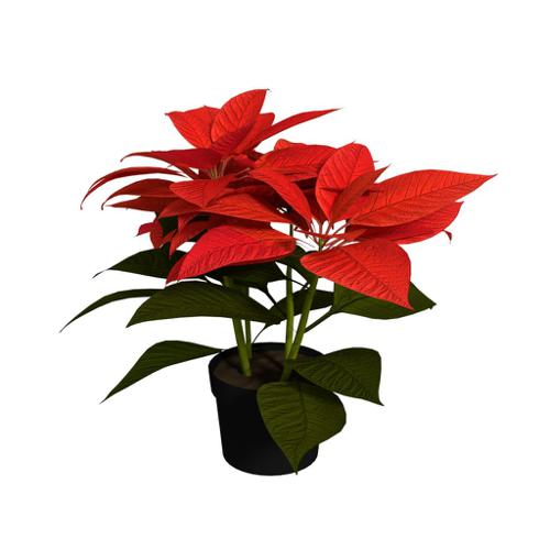 Poinsettia