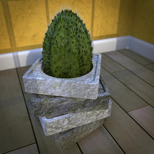 Little cactus