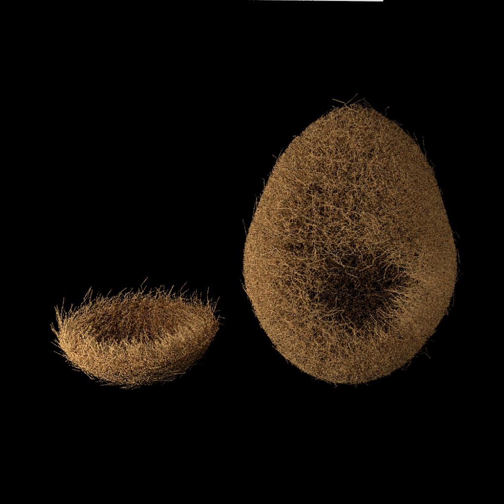 Bird Nests