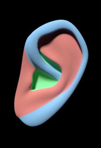 Ear