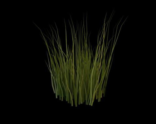 Cycles Grass 3 + Corn