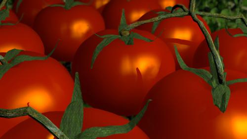 tomatoes
