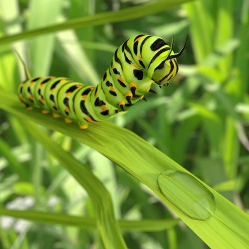 Thirsty caterpillar