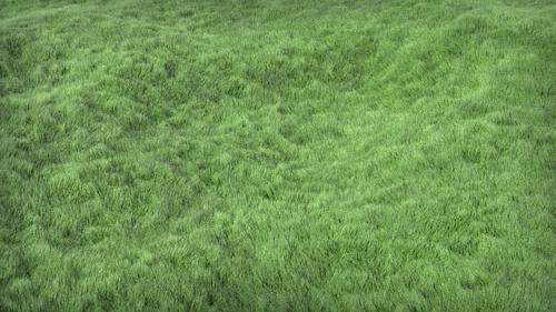 Grass