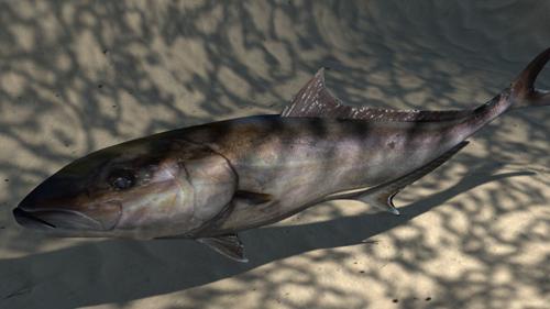 Underwater Caustics in Cycles