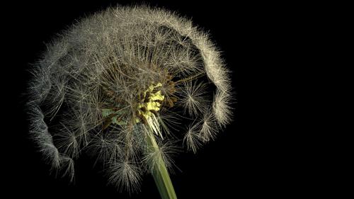 Pissenlit / dandelion