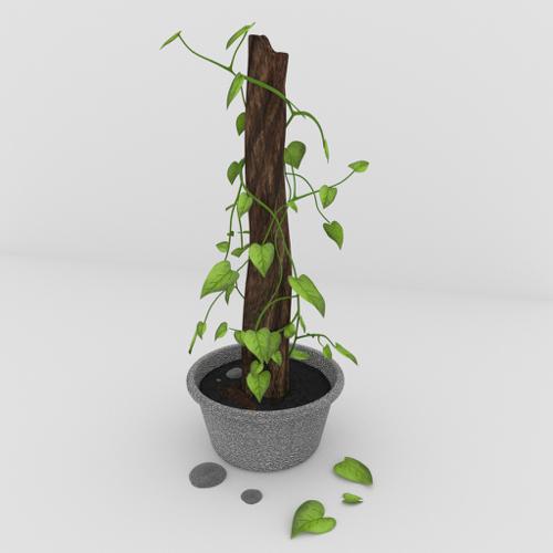 Money Plant