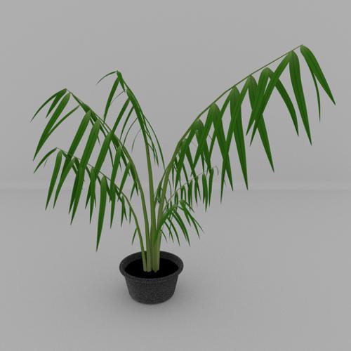 Decorative plant