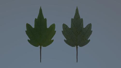 Florida Maple Leaf (Acer Floridanium)