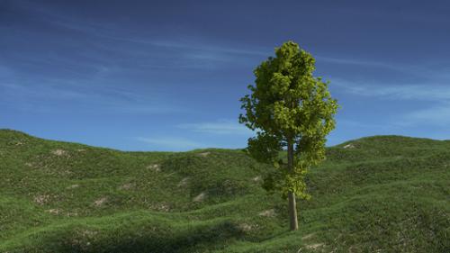Solitary Tree