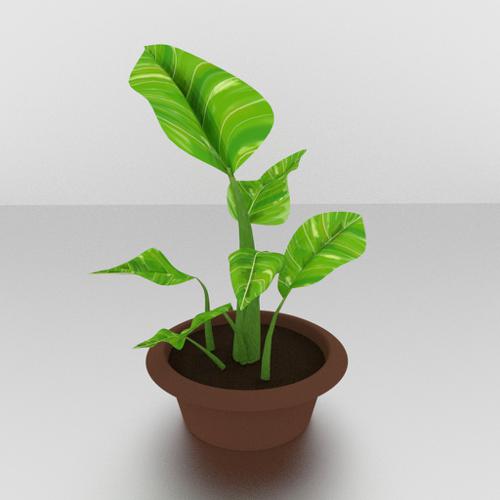Dieffenbachia plant