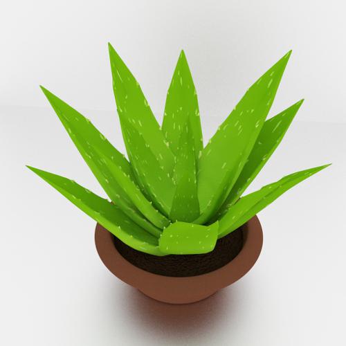 Aloe vera plant