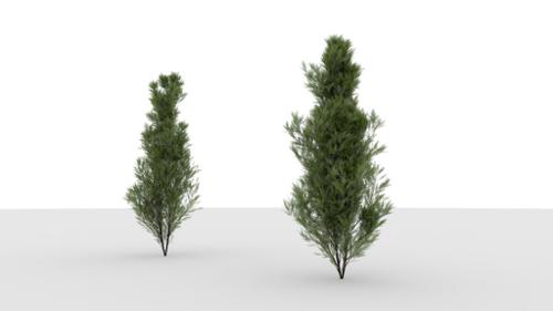 White Cedar tree