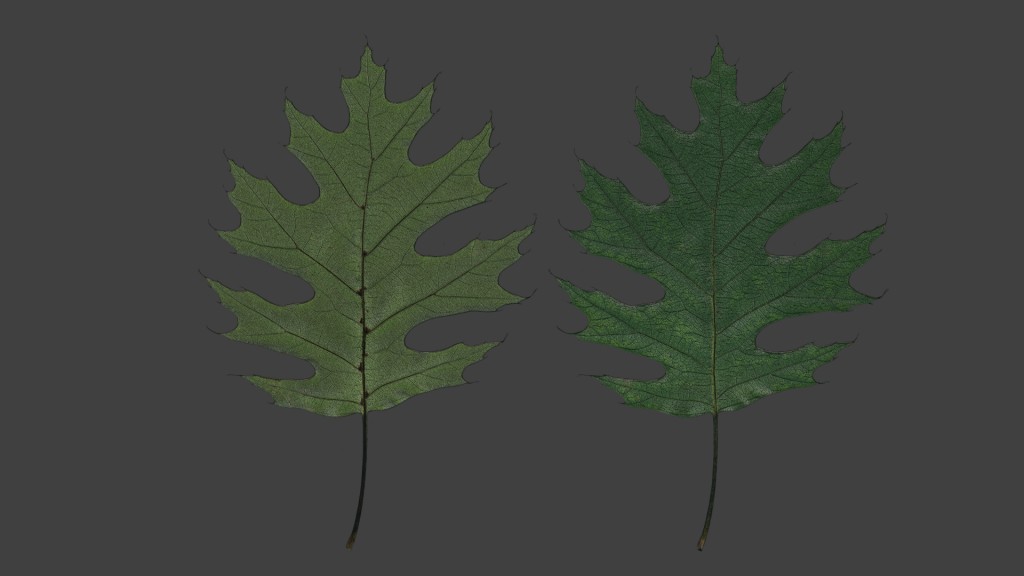 Red Oak Leaf- Florida