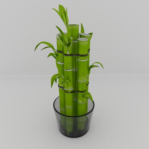 Lucky Bamboo