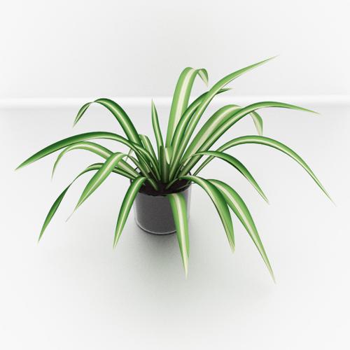 Spider Plant