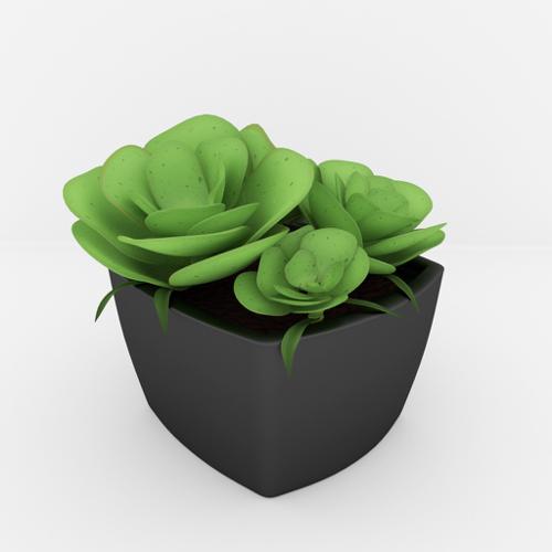 Succulent plant