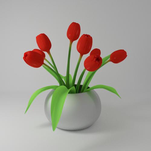 Tulip