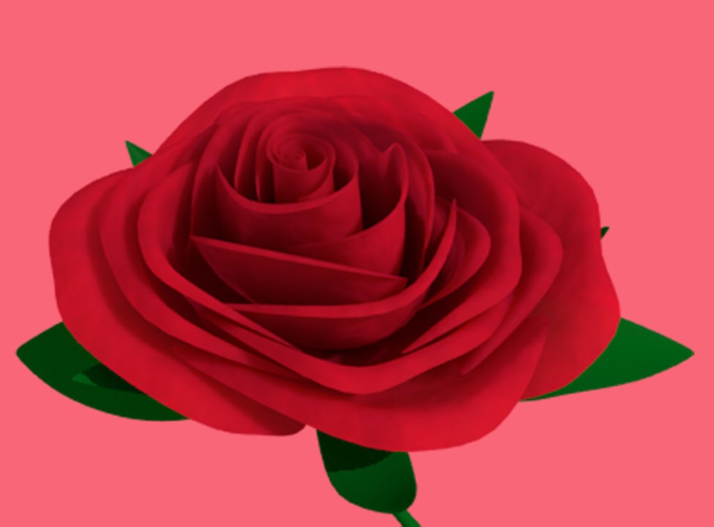 Rose Flower