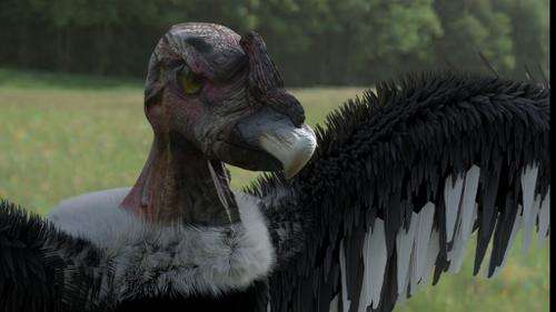 Condor