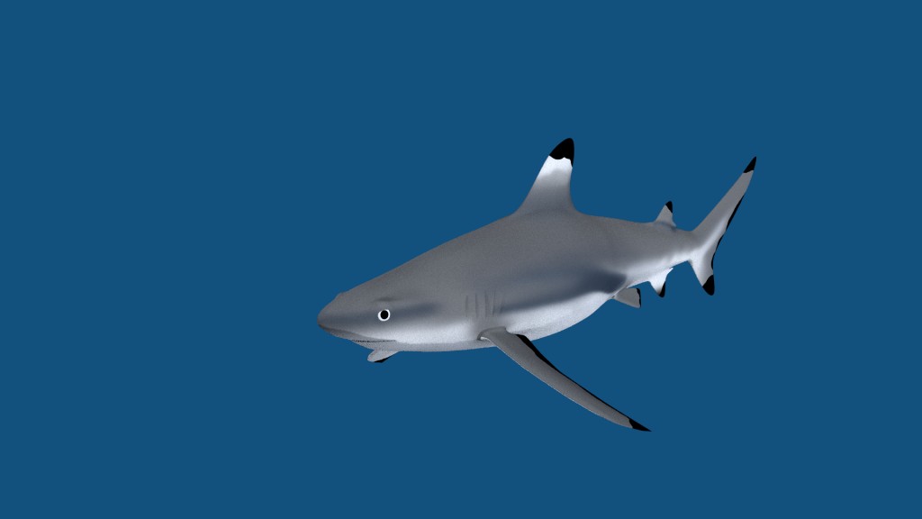 Black Tip Shark