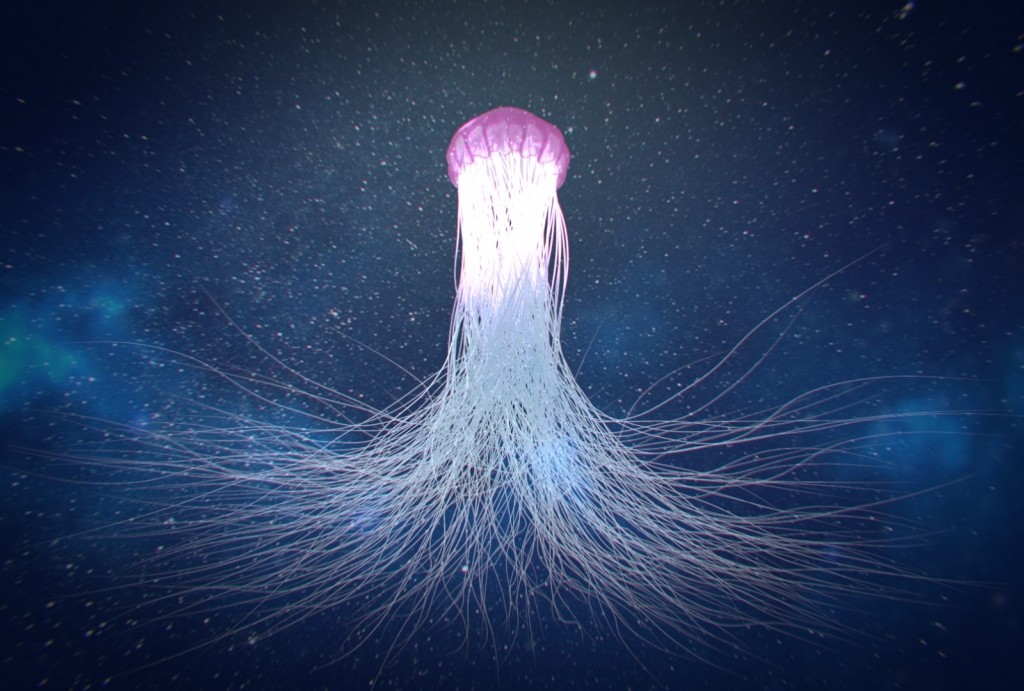 The Jellyfish