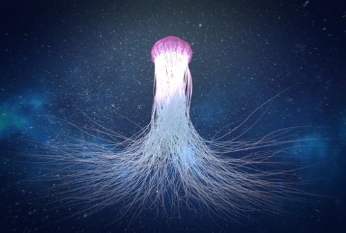 The Jellyfish