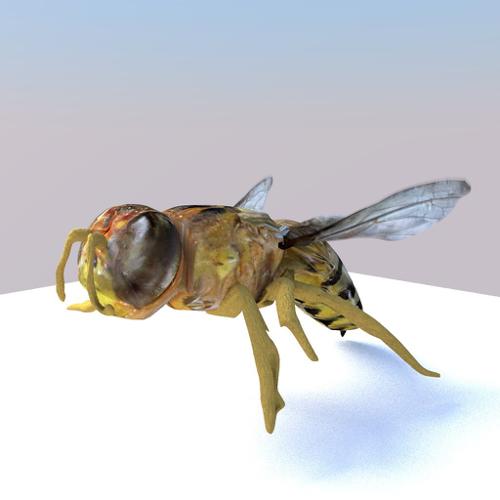 European Wasp (Rigged)