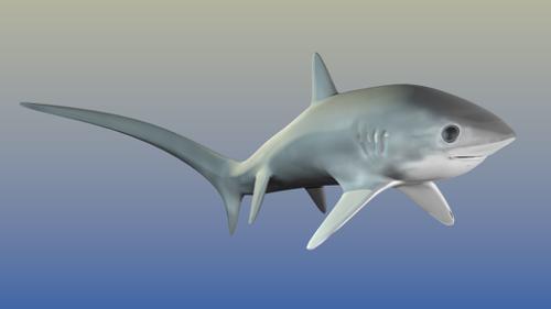 deepsea thresher shark